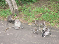 monkey at sangeh village with big tree and area