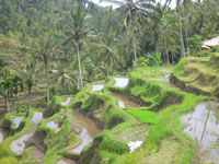 rice terrace at tegalalng village