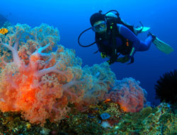 diving at amed east part of bali
