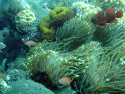 diving at tulamben bali
