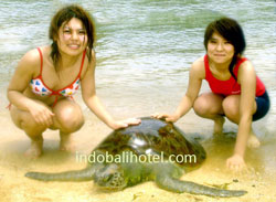 turtle island tour tanjung benoa bali