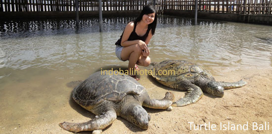 turtle island tour bali