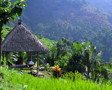 scenary at alila ubud