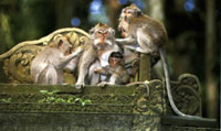 alas kedaton monkey forest