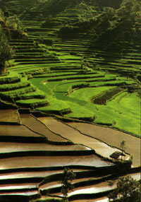tegalalang rice terance